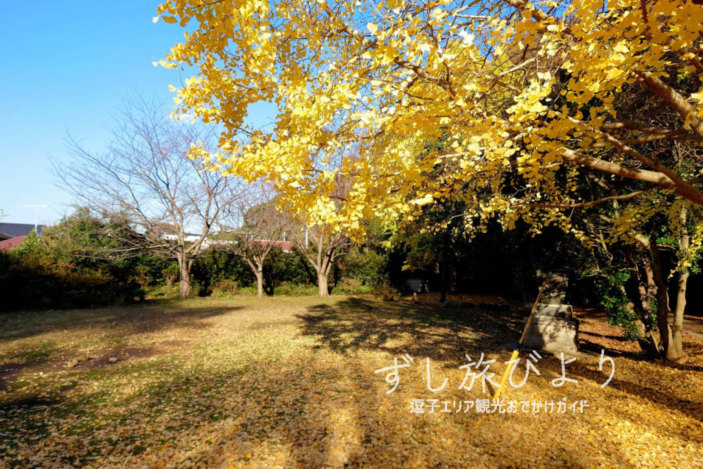 蘆花記念公園・イチョウの黄葉（撮影日：2022.12.09）