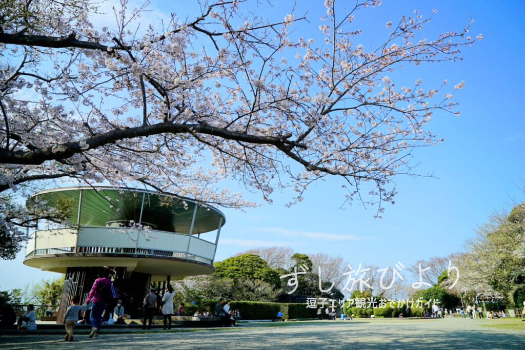 披露山公園・ソメイヨシノと展望台（撮影日：2018.03.28）