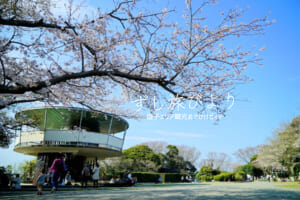 披露山公園・ソメイヨシノと展望台（撮影日：2018.03.28）