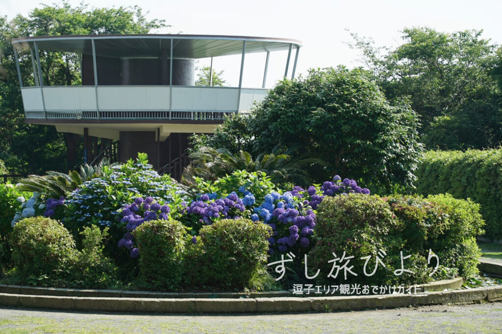 披露山公園・紫陽花と展望台（撮影日：2022.06.17）