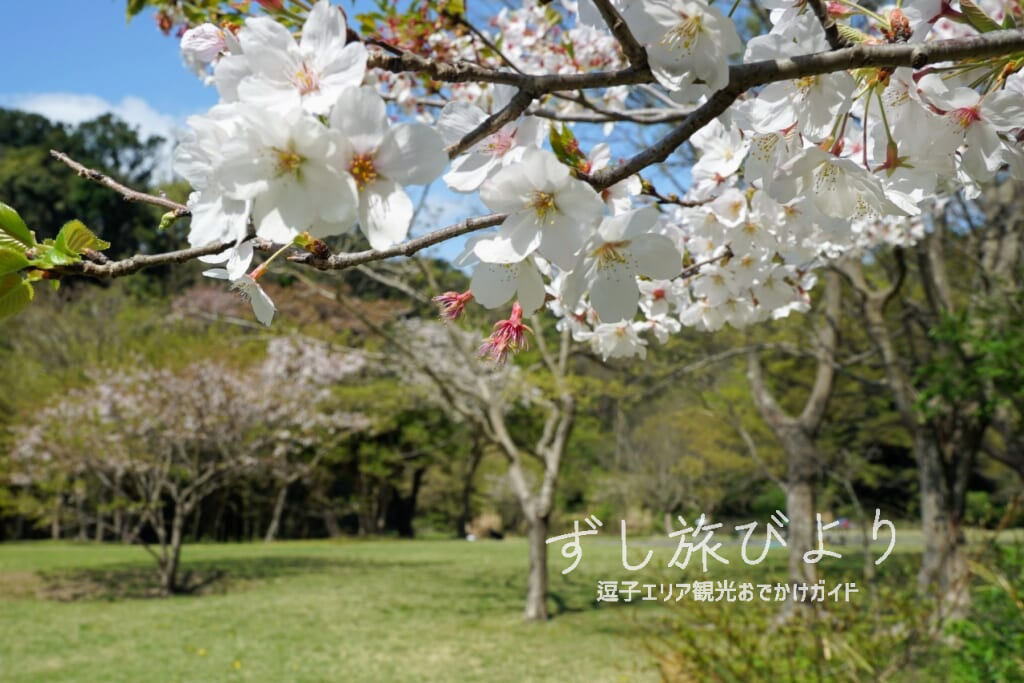 池子の森自然公園・緑地エリアの桜（撮影日：2021.04.03）