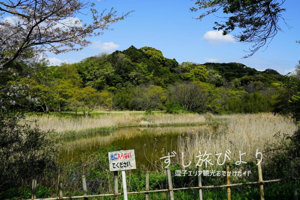池子の森自然公園・緑地エリアの池（撮影日：2021.04.03）