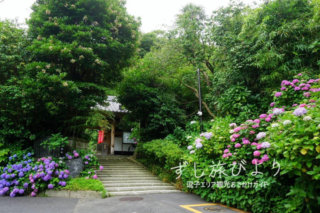 岩殿寺（岩殿観音）・山門前のあじさい（撮影日：2024.06.17）