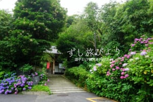 岩殿寺（岩殿観音）・山門前のあじさい（撮影日：2024.06.17）