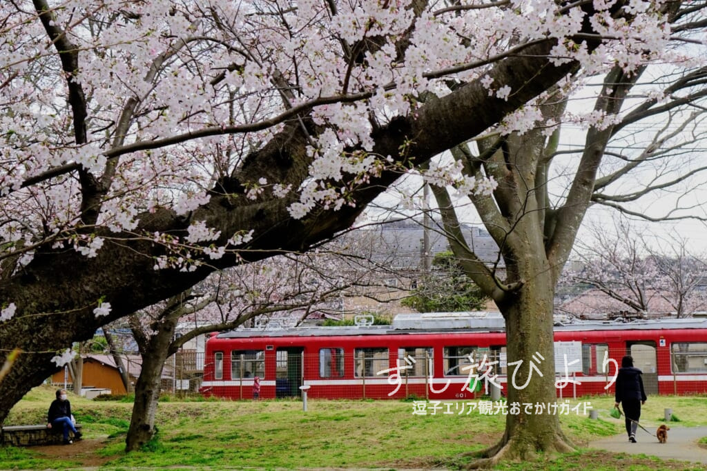 第一運動公園・桜と京急旧600形保存車両（撮影日：2022.03.28）
