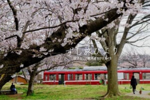第一運動公園・桜と京急旧600形保存車両（撮影日：2022.03.28）
